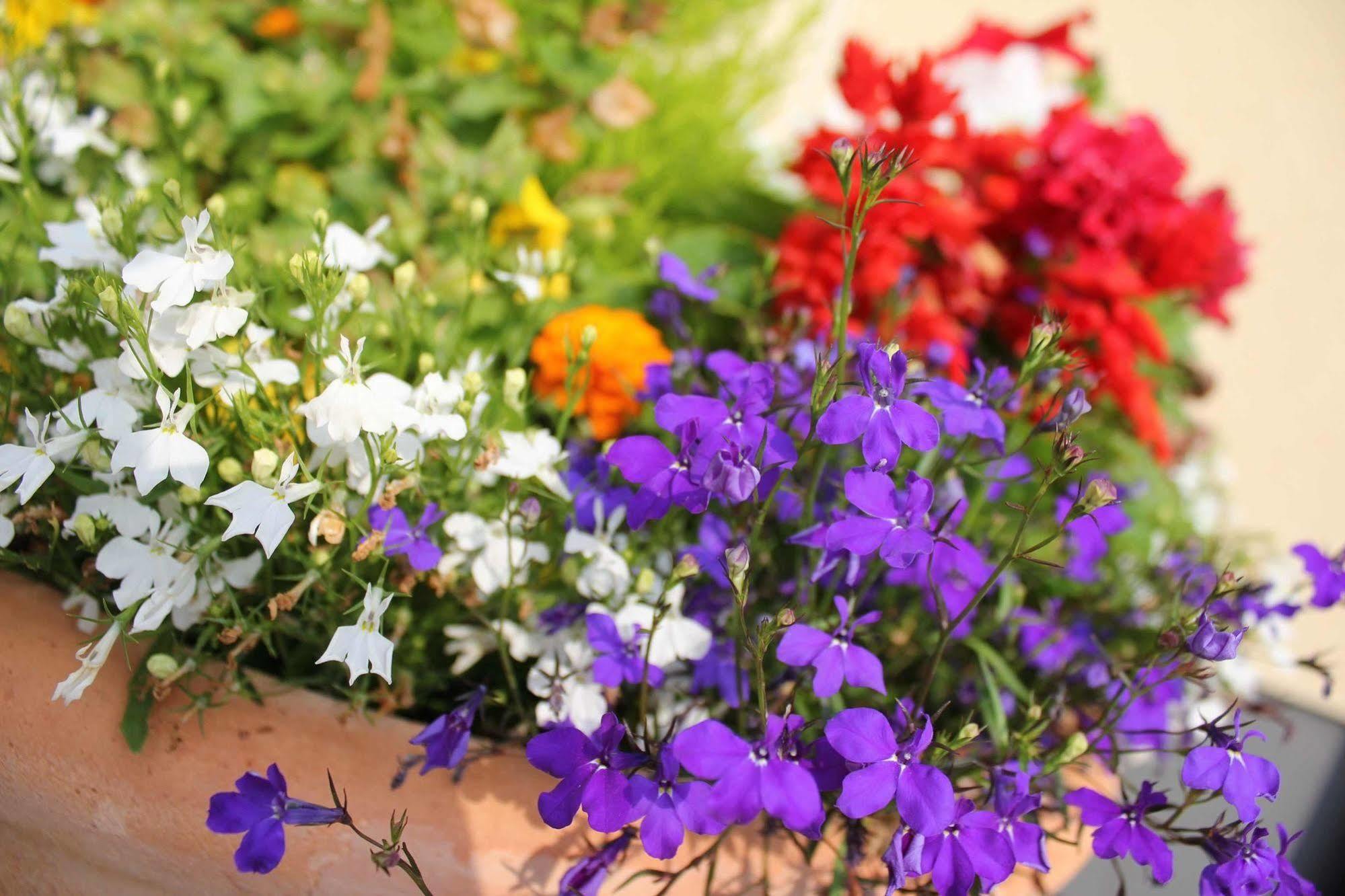 Brentwood Guest House Hotel Esterno foto
