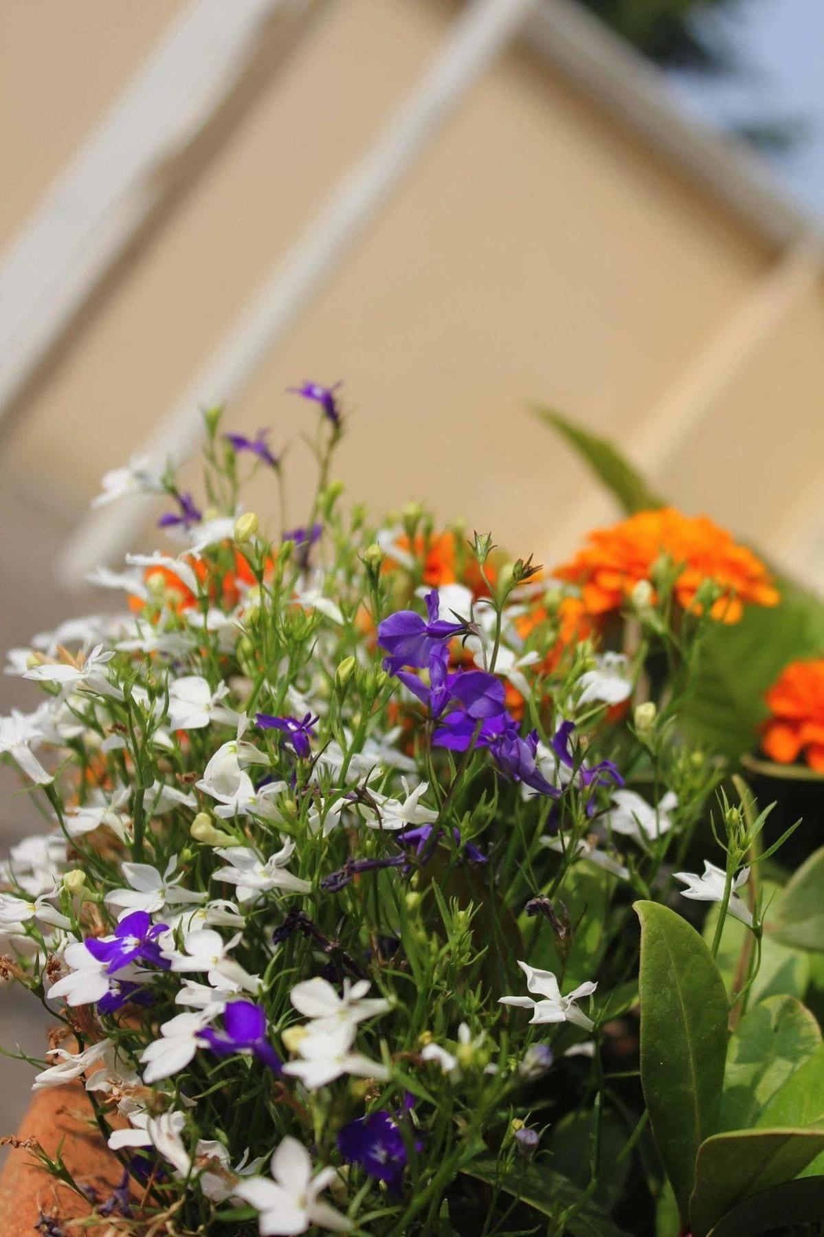 Brentwood Guest House Hotel Esterno foto